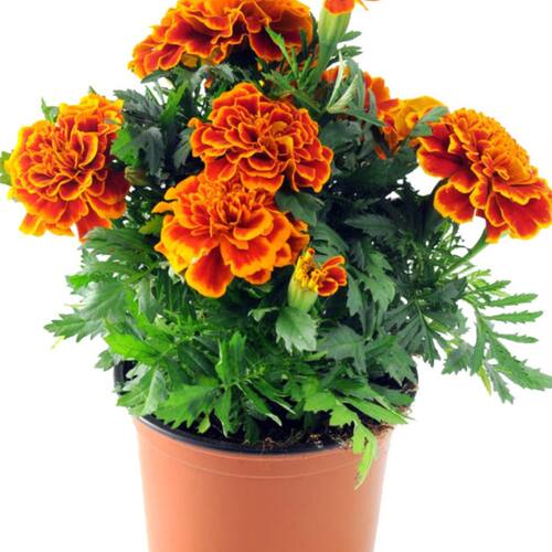 「花园里的红色宣言」火红孔雀草饱满如孔雀开屏 寓意爽朗与自信 - 图1