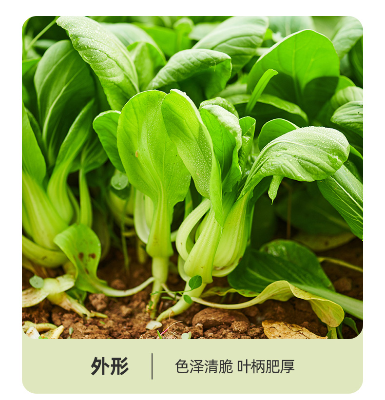 绿源禾心有机油菜上海青鸡毛菜新鲜蔬菜-图1