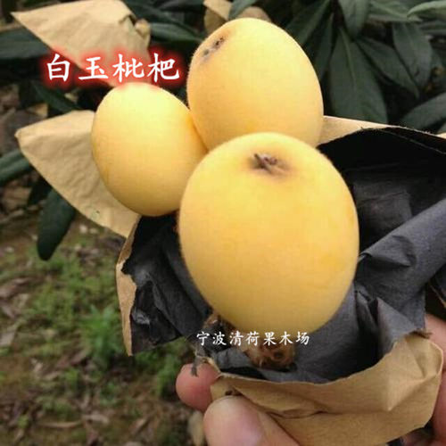 宁波宁海白枇杷果树苗盆栽白玉白沙枇杷结果苗地栽大五星枇杷树苗 - 图1