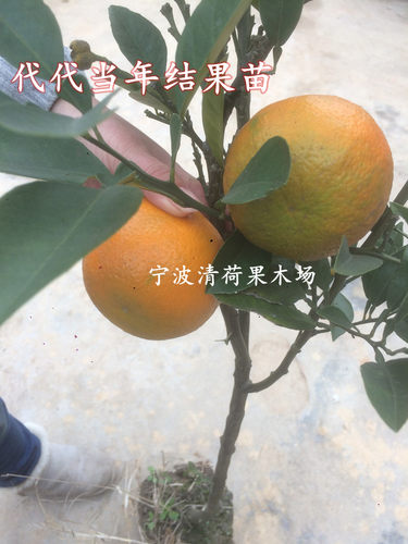 宁波代代橘果树苗 盆栽代代桔结果苗 庭院回青橙树苗苦橙吃气管炎 - 图1