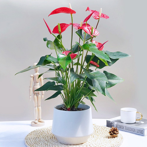 精品红掌盆栽带花大花火鹤植物室内办公室绿植桌面花卉客厅同城送 - 图0