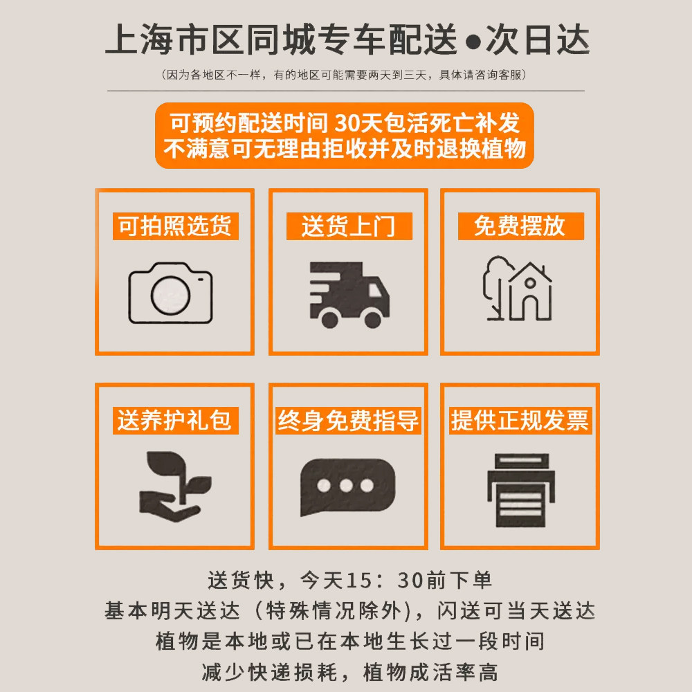 上海步步高发财树客厅大盆栽绿植大型室内植物大棵办公室同城配送,淘宝优惠券,粉丝福利购,淘宝优惠卷