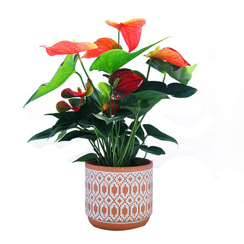 精品红掌盆栽带花大花火鹤植物室内办公室绿植桌面花卉客厅同城送 - 图3