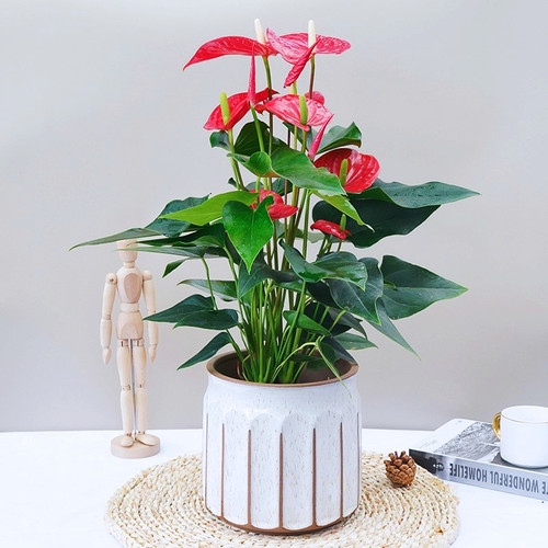 精品红掌盆栽带花大花火鹤植物室内办公室绿植桌面花卉客厅同城送 - 图2