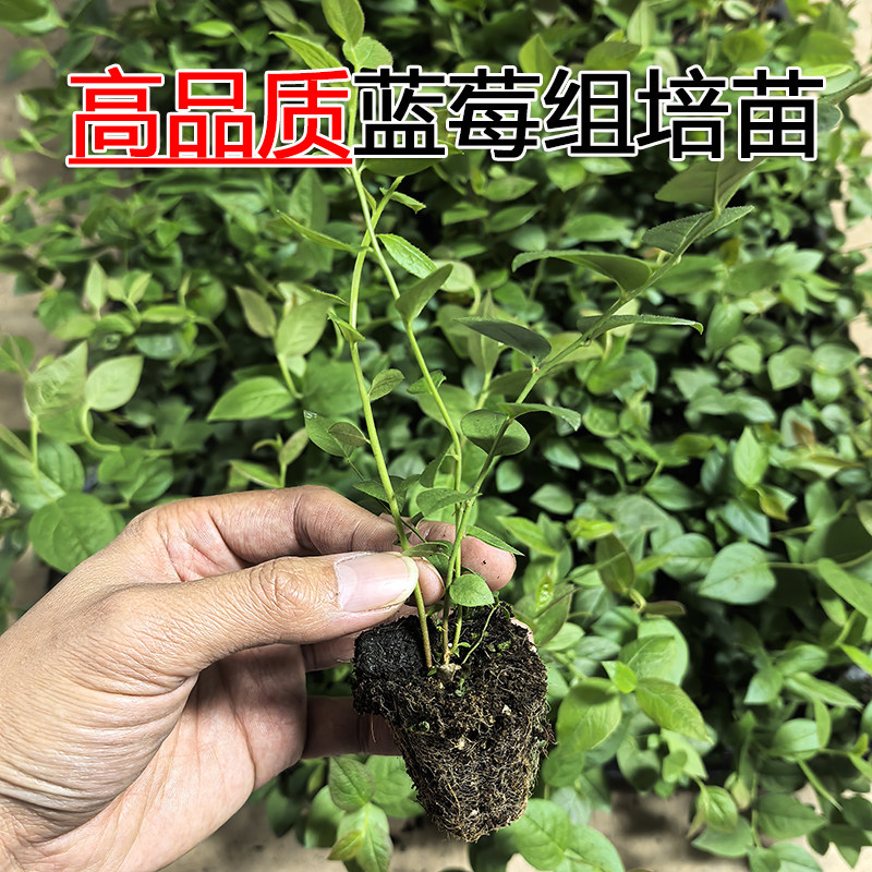 【L25组培蓝莓苔藓苗】F6薄皮纯甜无酸特大果脱毒阳台果树穴盘苗,淘宝优惠券,粉丝福利购,淘宝优惠卷