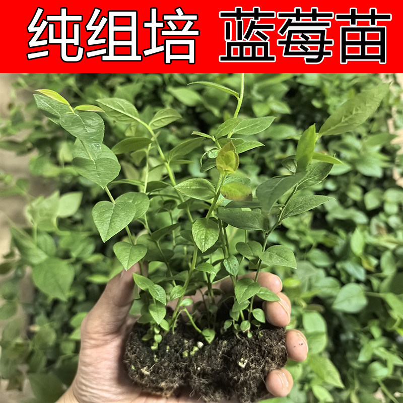 【L25组培蓝莓苔藓苗】F6薄皮纯甜无酸特大果脱毒阳台果树穴盘苗,淘宝优惠券,粉丝福利购,淘宝优惠卷