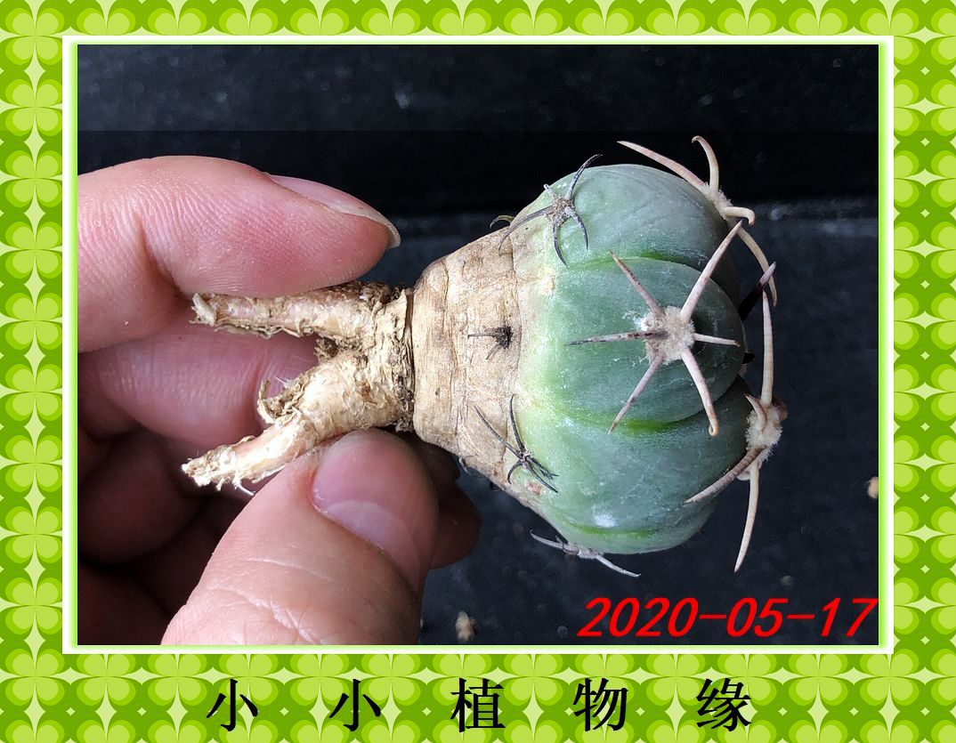 ㈠U73-3强刺翠平丸 籽播实生仙人球 绿色多肉植物 小植物缘 4.1CM - 图1