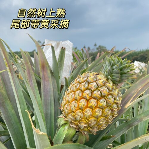 海南树上熟芒果凤梨 甜度高风味足 叶子小出肉率高 台农23号 - 图0