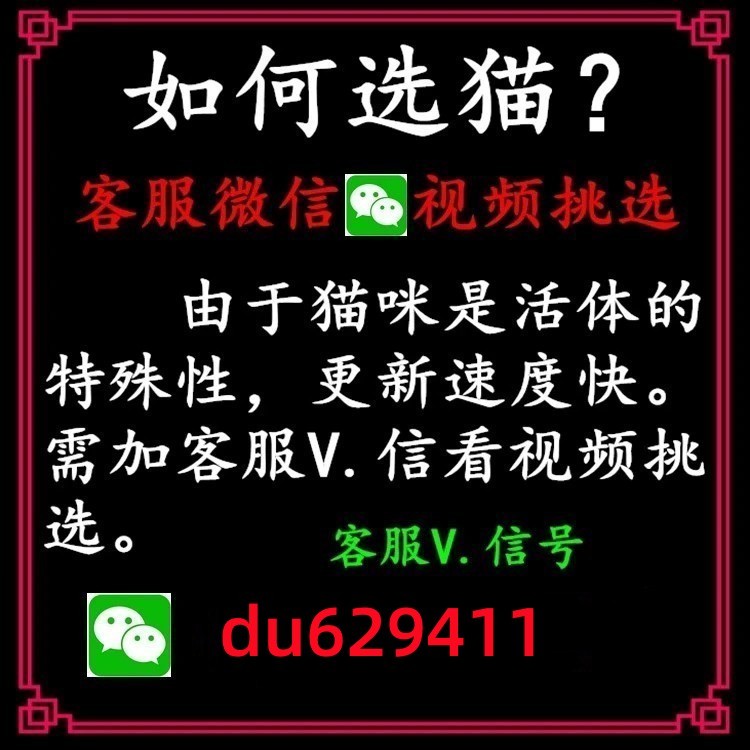 徐州金吉拉长毛拿破仑布偶暹罗加菲猫阿比矮脚金点银渐层宠物猫咪 - 图0