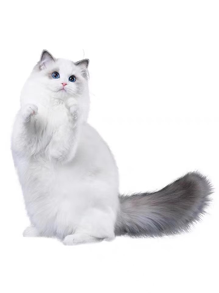 咸宁金吉拉长毛拿破仑布偶暹罗加菲猫阿比矮脚金点银渐层宠物猫咪-图3