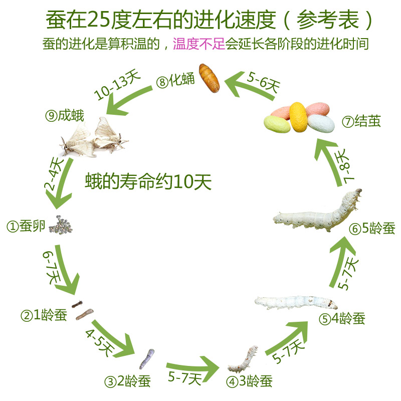 七彩蚕宝宝活体学生养蚕套装鲜桑叶白色金丝蚕卵运输包活12345龄 - 图0