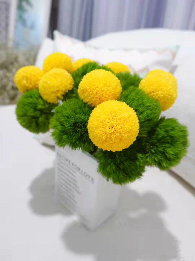 绿毛球绿石竹鲜花云南昆明速递同城空运直发室内水养小清新花期长