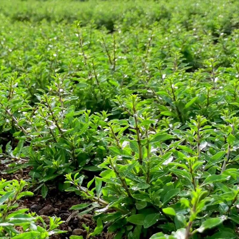 包邮新鲜蔬菜枸杞菜枸杞头嫩芽采摘 枸杞尖枸杞苗芽菜新鲜