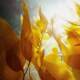 FACEVOG Brilliant Rejuvenating Essence Oil