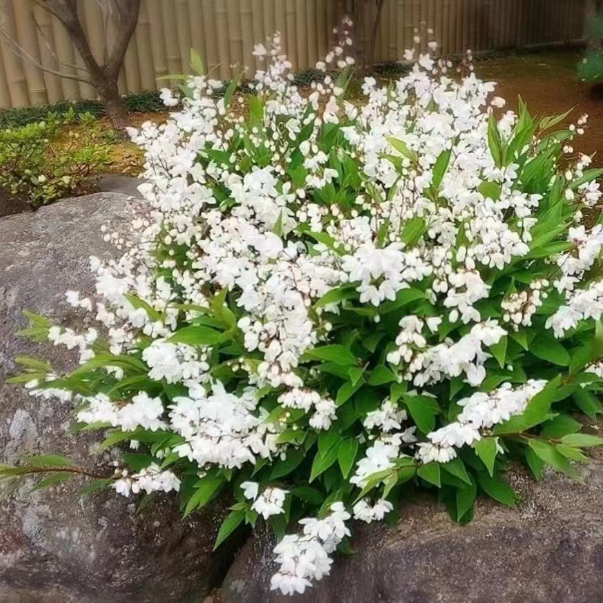 冰生溲疏雪球花雪樱花耐寒耐热多年生花灌木植物庭院阳台楼顶-图2