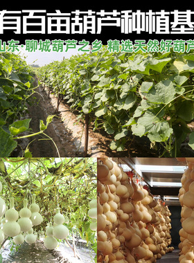 特大巨型天然葫芦摆件