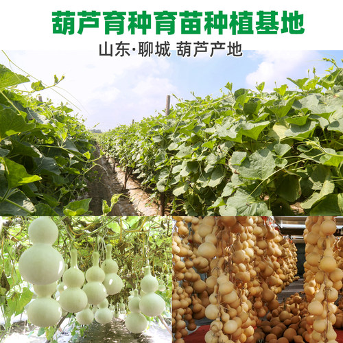 大葫芦籽种特大号葫芦种子大全绕指柔天津嘴文玩手捻亚腰小葫芦籽 - 图3