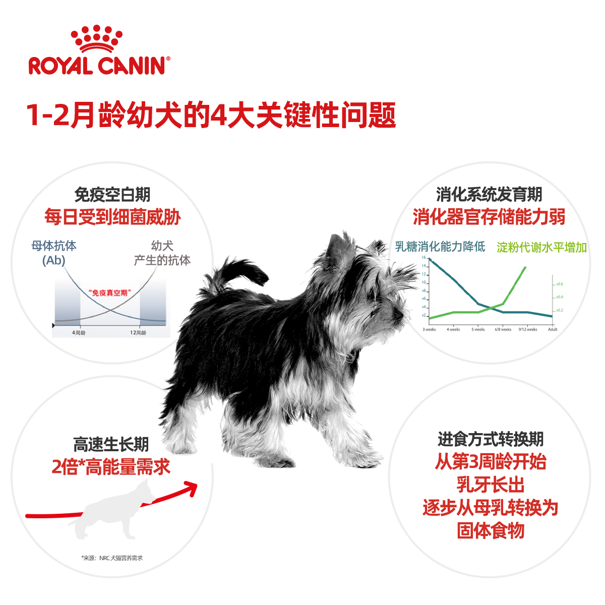 皇家狗粮小型犬奶糕幼犬粮通用型MIS30/10KG金毛狗粮囤粮10公斤 - 图3