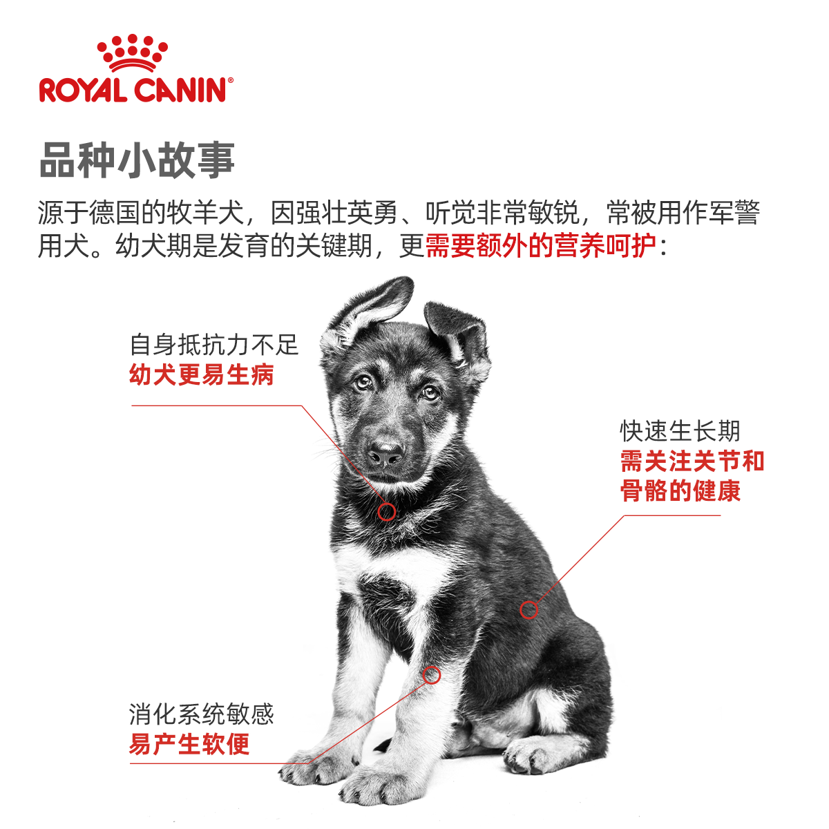 皇家狗粮德牧幼犬粮AGS30大型犬牧犬成犬狗狗德国牧羊犬专用犬粮
