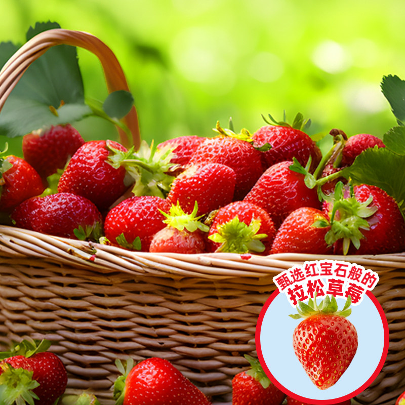 味全风味牛奶饮品240ml*10瓶 草莓五黑五红冷藏饮品整箱