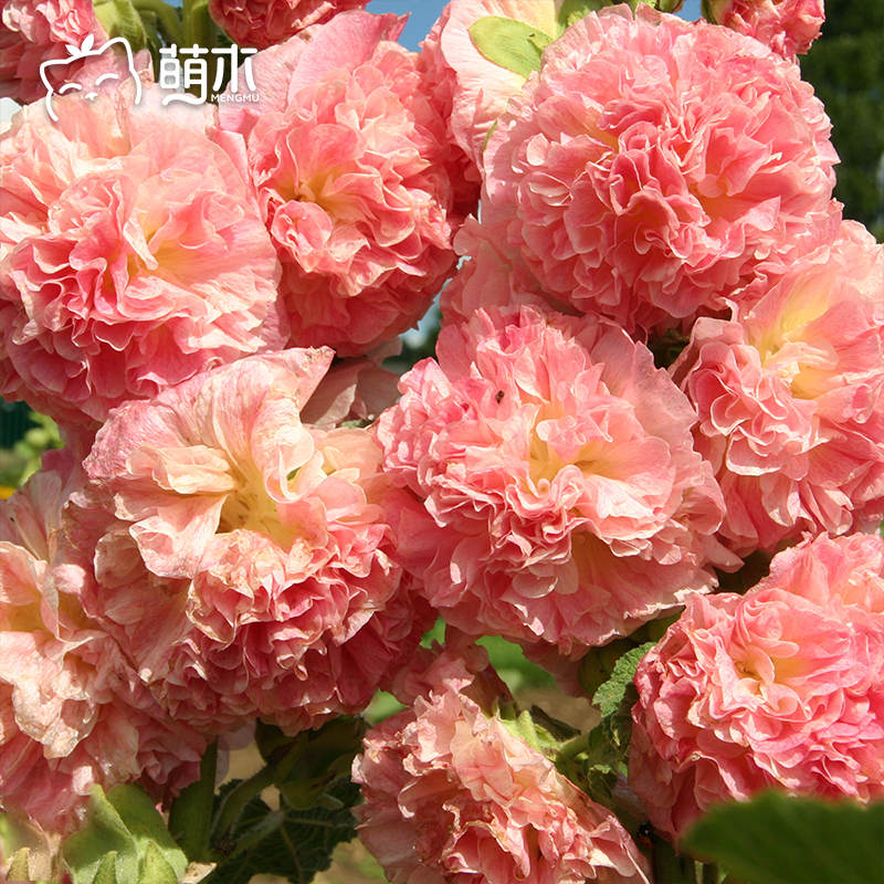 萌木园艺【重瓣蜀葵花苗】盆栽小苗桃子与梦一丈红夏季开花植物