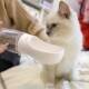 ອຸປະກອນປະກອບນ້ຳໃຫ້ອາຫານ Teddy Portable Pet Dog