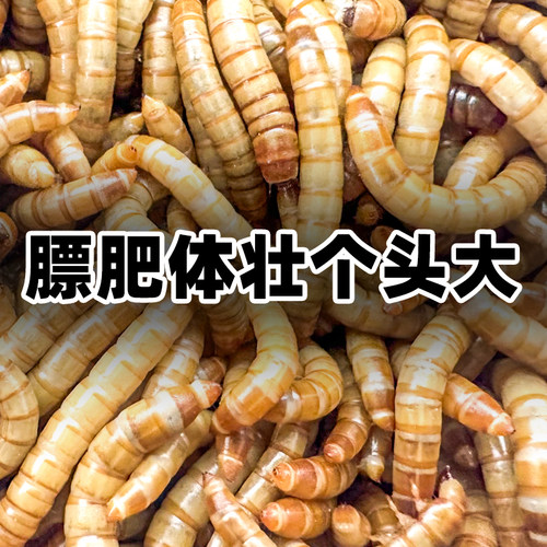 面包虫活虫黄粉虫活体仓鼠蜘蛛蝎子乌龟守宫角蛙画眉鸟食活饵饲料 - 图0