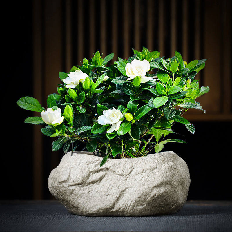 个性造景盆盆景室内园艺栀子花仿石头桌面陶瓷花盆清仓特价中国风,淘宝优惠券,粉丝福利购,淘宝优惠卷
