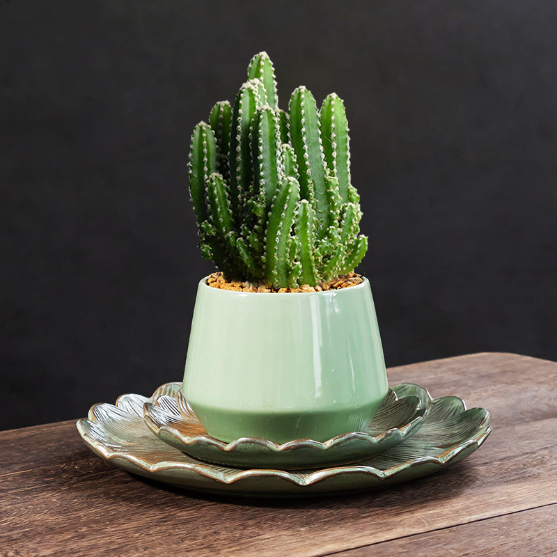 莲花陶瓷花盆托盘多肉植物接水盘大小口径底托吸水石圆形组合特价,淘宝优惠券,粉丝福利购,淘宝优惠卷