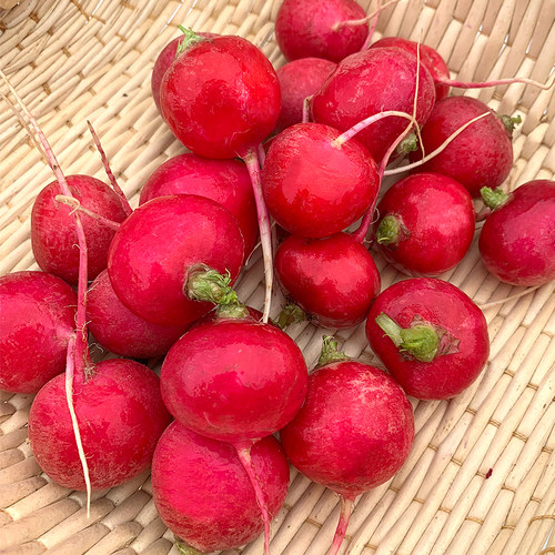 绿食者 樱桃萝卜500g 迷你小红萝卜水果萝卜新鲜生吃蔬菜沙拉食材 - 图0