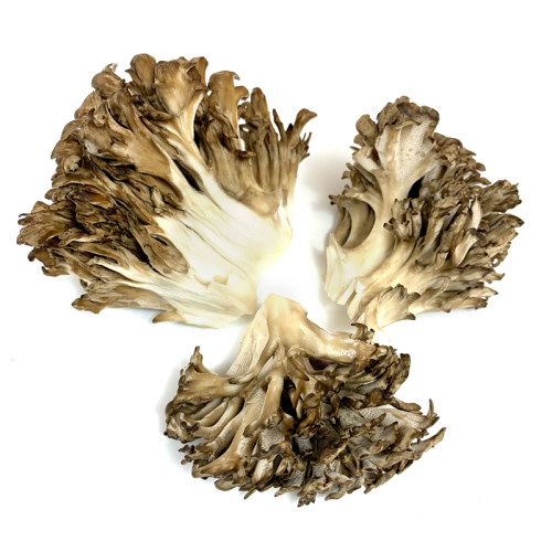 新鲜灰树花150g*6盒 舞茸 新鲜食用菌菇 舞茸菌 舞茸茶 顺丰包邮 - 图0