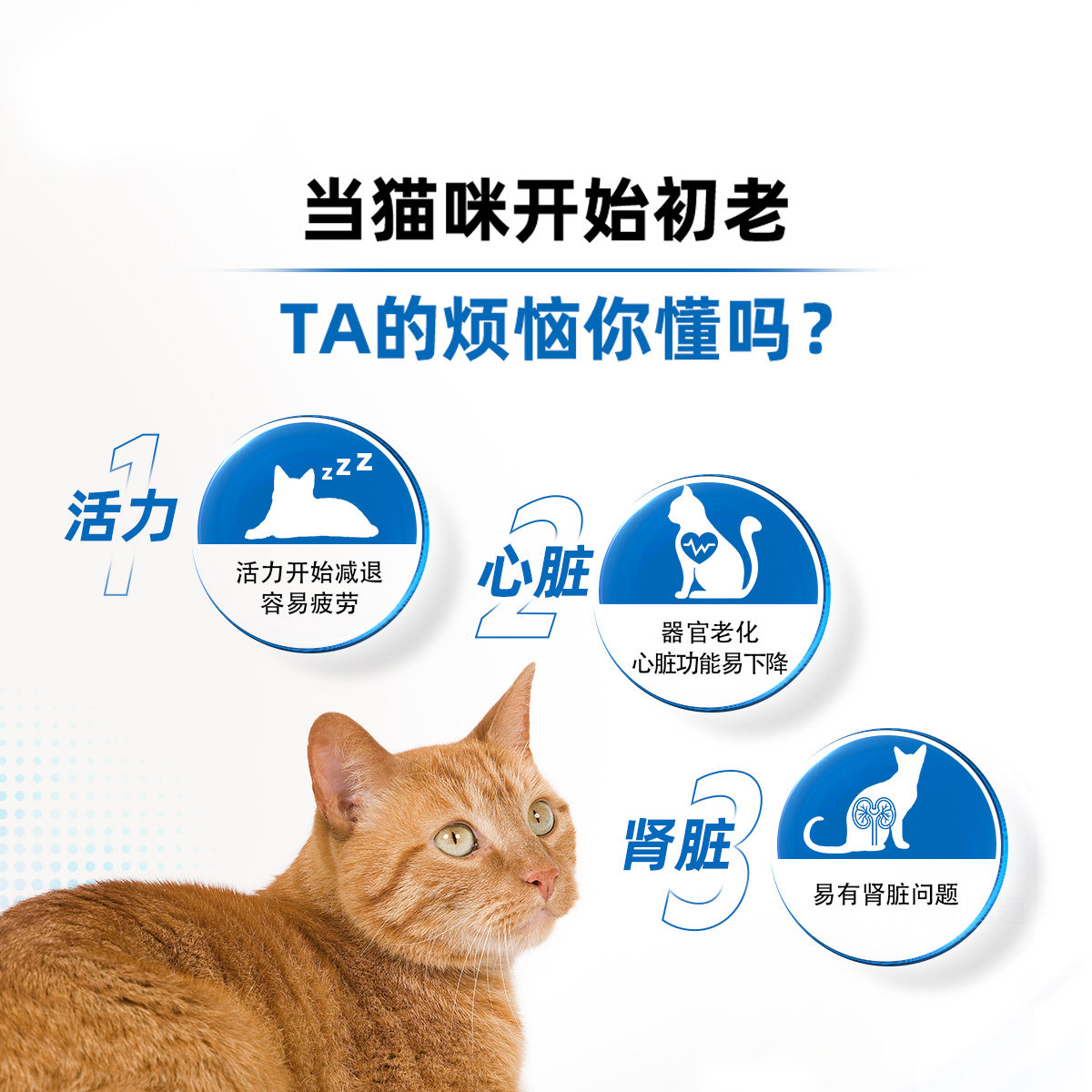 【自营】皇家猫粮室内成猫全价粮7岁以上老年猫营养干粮S27/3.5KG,淘宝优惠券,粉丝福利购,淘宝优惠卷