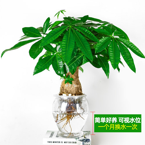 【纯净无土】水培发财树盆栽植物室内办公室单杆三杆大棵水养绿植 - 图1