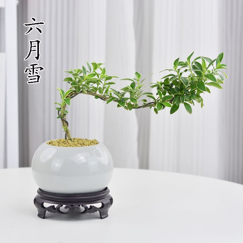 六月雪盆景悬崖红花茶桌禅意室内窗台小绿植物办公室茶几桌面盆栽,淘宝优惠券,粉丝福利购,淘宝优惠卷