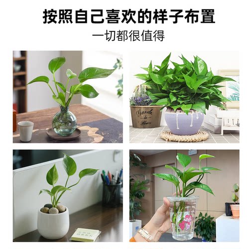绿萝不含盆带土不带无盆栽净化空气水培绿植花卉水养绿箩苗植物 - 图2