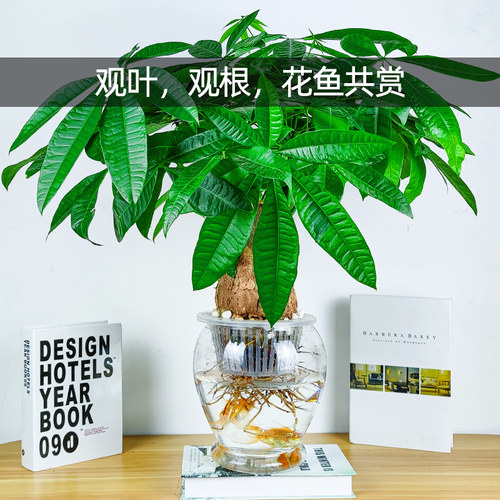 【纯净无土】水培发财树盆栽植物室内办公室单杆三杆大棵水养绿植 - 图2