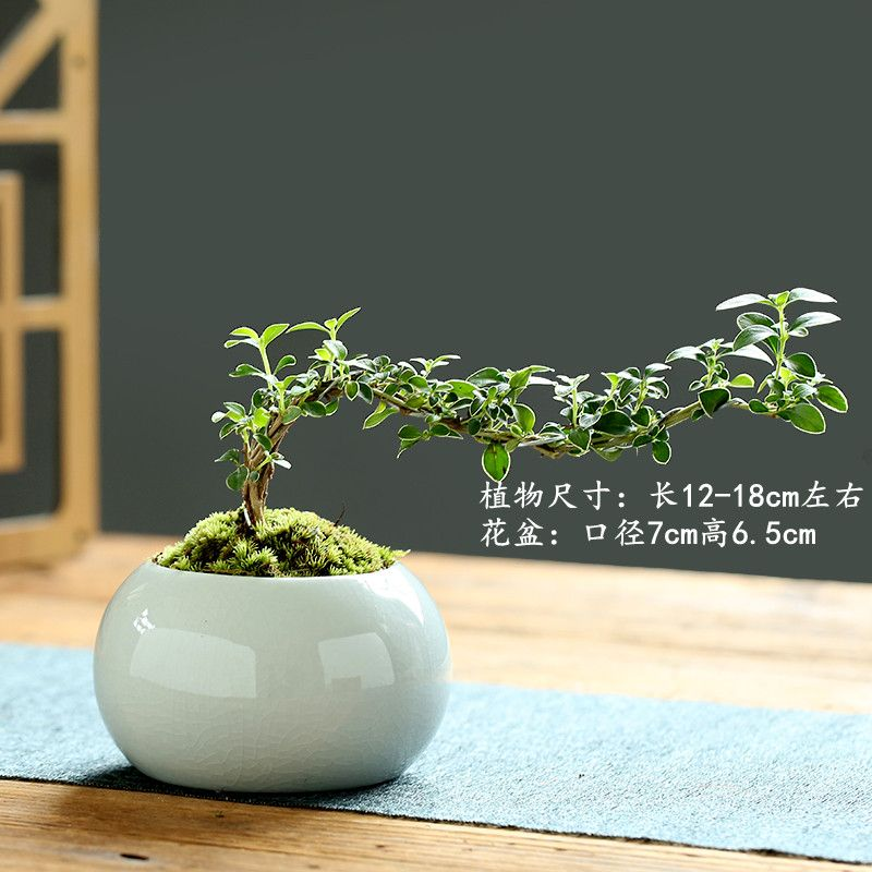 六月雪盆景悬崖红花茶桌禅意室内窗台小绿植物办公室茶几桌面盆栽,淘宝优惠券,粉丝福利购,淘宝优惠卷