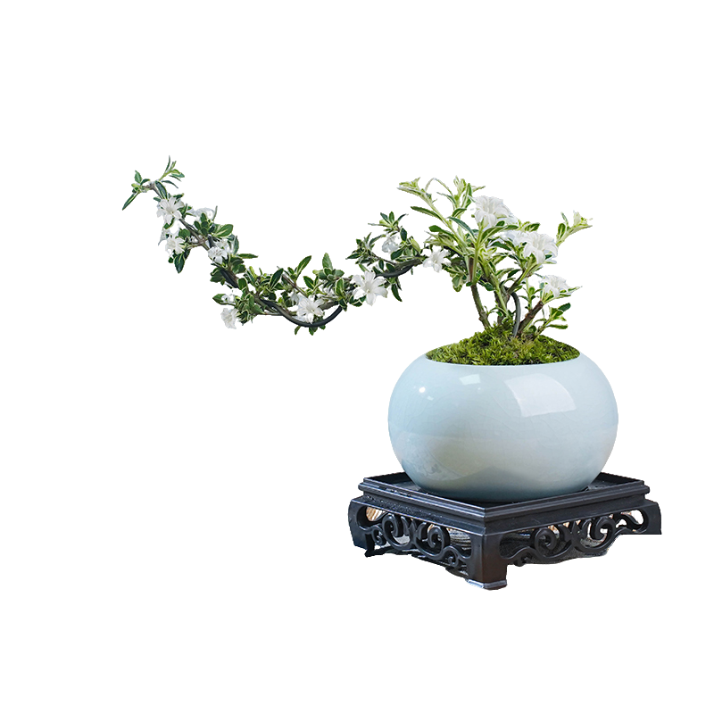 六月雪盆景悬崖红花茶桌禅意室内窗台小绿植物办公室茶几桌面盆栽,淘宝优惠券,粉丝福利购,淘宝优惠卷