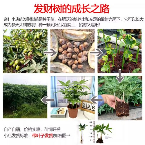 原生发财树种子种苗室内盆栽植物五福单杆水培土培绿植奇趣招财树 - 图2