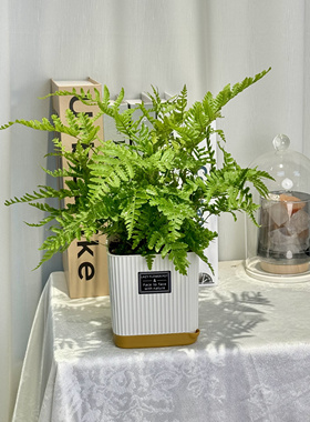 彩虹蕨类植物造景盆栽许愿蕨心愿蕨霸王蕨肾蕨卧室内户外绿植