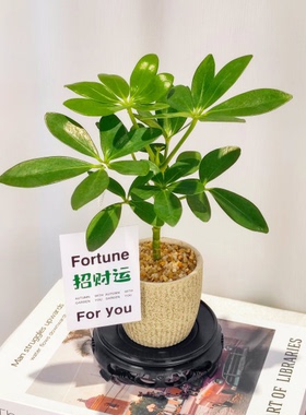 花叶鸭脚木八方来财盆栽招财树植物室内净化空气绿植七叶莲盆景观