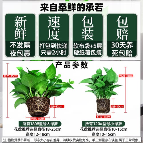 绿萝不含盆带土不带无盆栽净化空气水培绿植花卉水养绿箩苗植物 - 图3