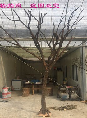 森系带香樟树干枝造型酒吧餐厅枯木摆件漫咖啡厅装饰干树枝去皮