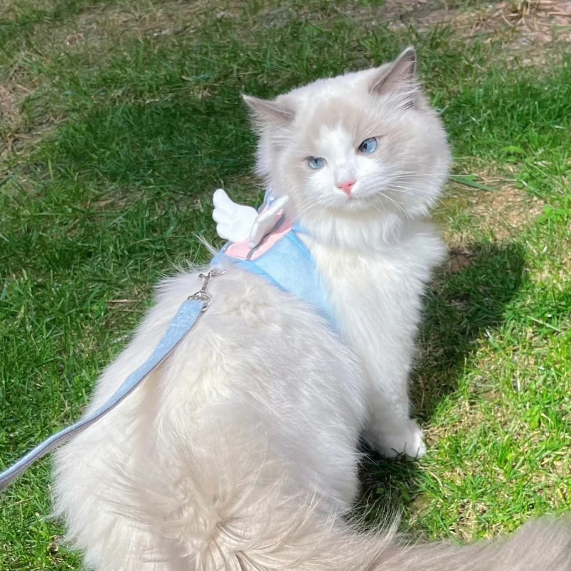 猫猫防挣脱外出牵引绳背心式猫咪专用遛猫绳胸背带溜猫绳猫链子,淘宝优惠券,粉丝福利购,淘宝优惠卷