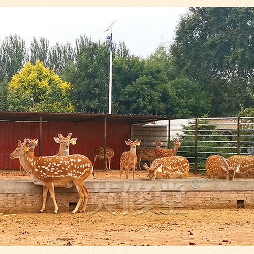 鹿乡干鹿鞭现货批发整根整枝装鹿鞭特产吉林东北泡酒料鹿鞭110克 - 图0