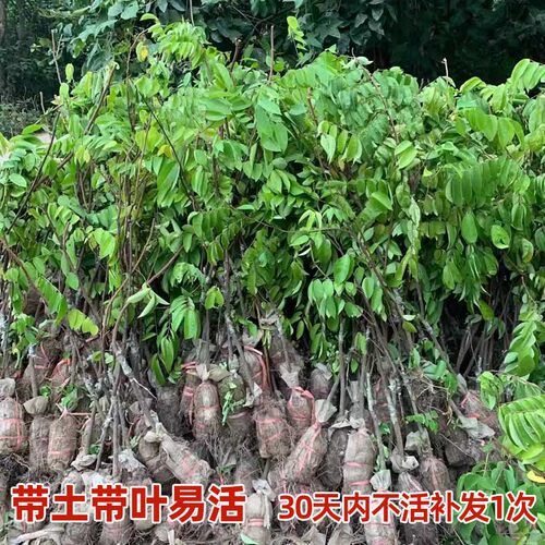 特大台湾甜杨桃树果苗纯正嫁接四季马来西亚杨桃树苗南方带土带叶 - 图3