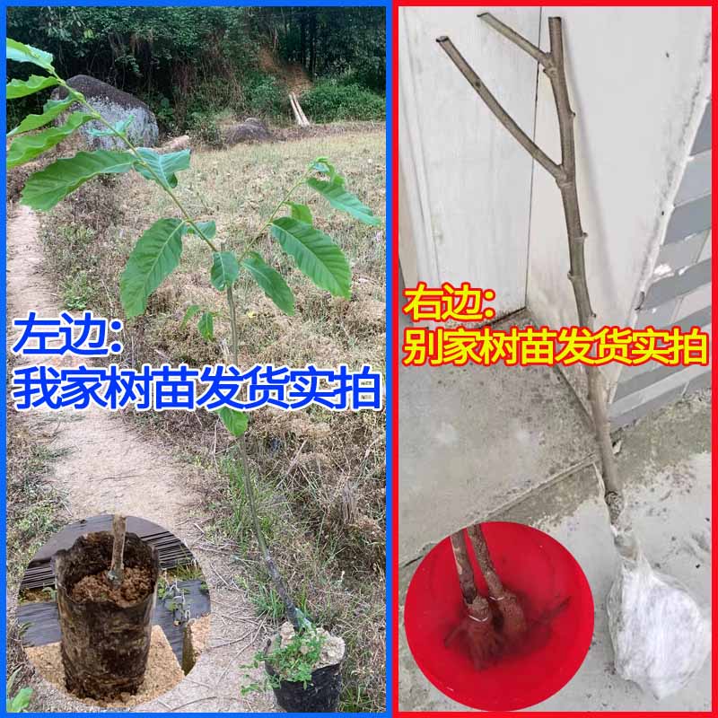 正宗嫁接板栗树苗油栗锥栗大红袍果苗栗子树苗南北方种植带土发货-图1