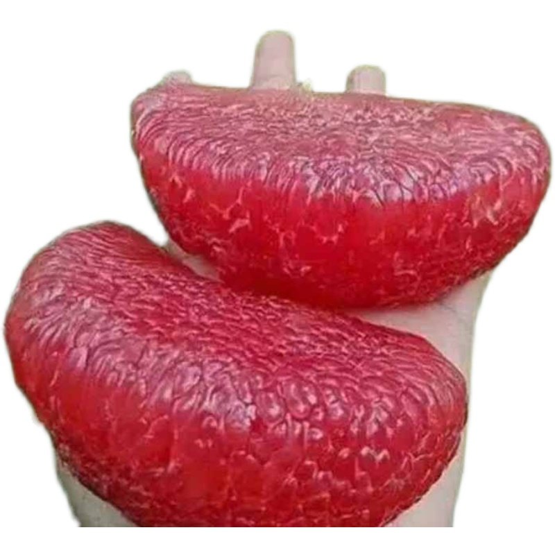 正宗泰国红宝石青柚苗嫁接红心柚子树苗新品种越南青柚苗带泥带叶,淘宝优惠券,粉丝福利购,淘宝优惠卷