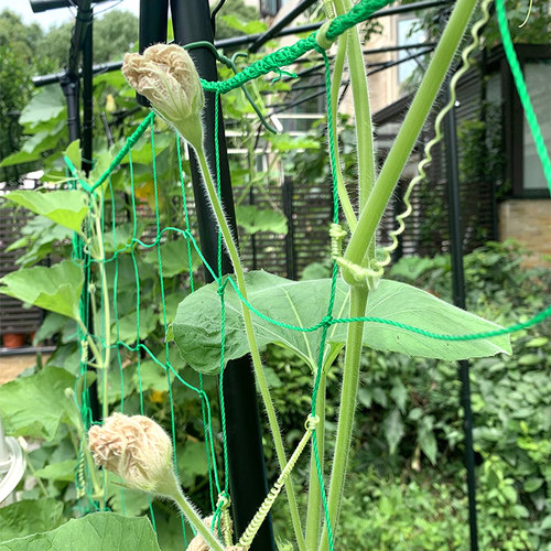 植物爬藤网百香果葡萄园艺花攀藤固定架花架支架种植架子攀爬藤架 - 图0