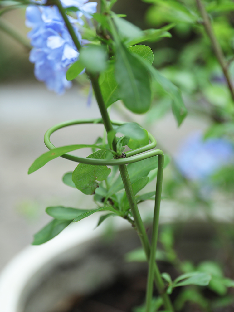 植物固定防倒伏花架子造型支撑藤架园艺花架月季半边架撑杆花支架 - 图1